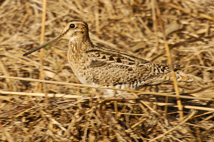 A Latham's Snipe standing in long dry grass.