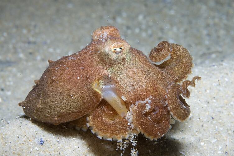 Orange Southern Keeled Octopus curling legs to mimic seaweed.