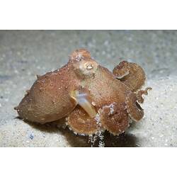 <em>Octopus berrima</em> Stranks & Norman, 1992, Southern Keeled Octopus