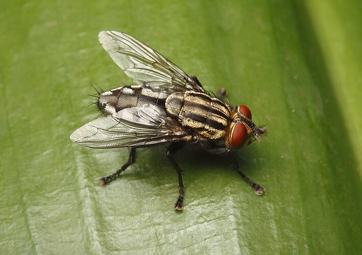 A Flesh Fly on a green leaf.