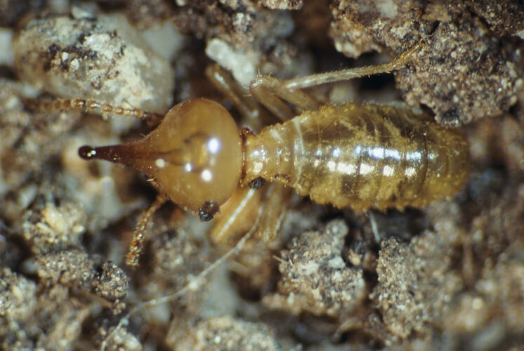 A Weathered Wood Termite walking on soil.