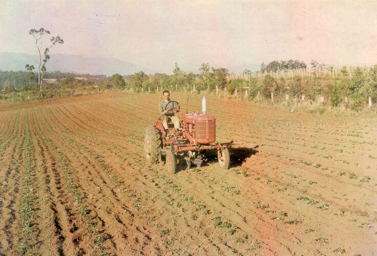 Farmall A & Cultivator, Wandin