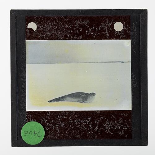 Lantern Slide - Ross Seal Lying On an Icefield, Ellsworth Relief Expedition, Antarctica, 1935-1936