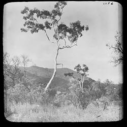 Glass plate. MacDonnell Ranges, Central Australia, Northern Territory, Australia. 1894