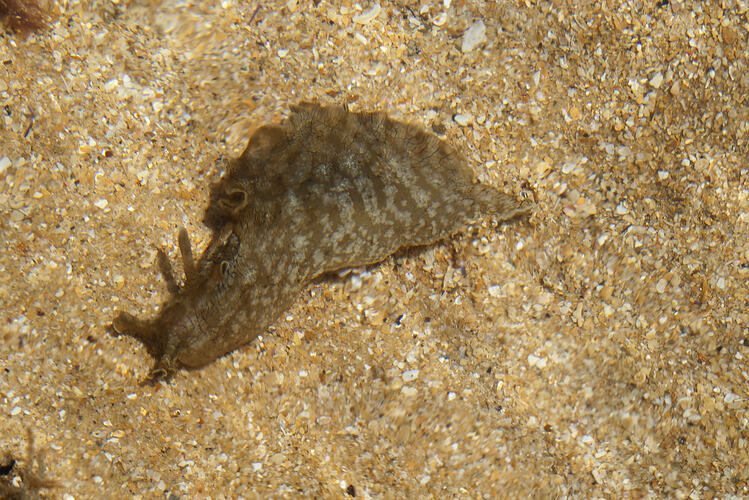 Sea hare on a sandy seabed.