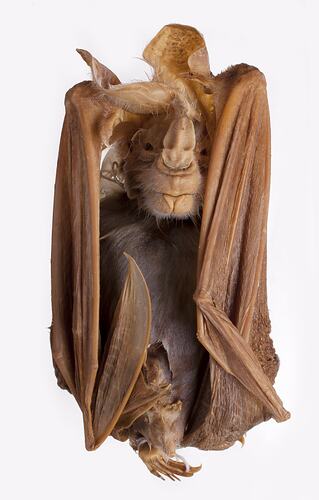 Spirit preserved Ghost Bat specimen with labels.