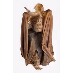 Spirit preserved Ghost Bat specimen with labels.