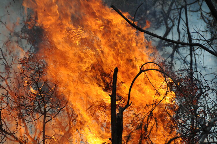 Digital photograph - 'Devil's Fork', Black Saturday Bushfires, Musk and Musk Vale, Victoria, 22 Feb 2009