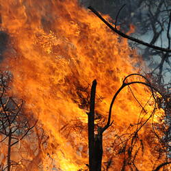 Digital photograph - 'Devil's Fork', Black Saturday Bushfires, Musk & Musk Vale, Victoria, 22 Feb 2009
