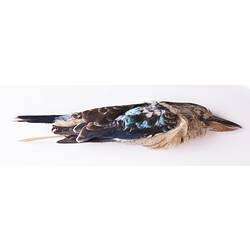 Dry bird skin specimen with labels.