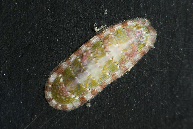 Dorsal view of chiton on black background.