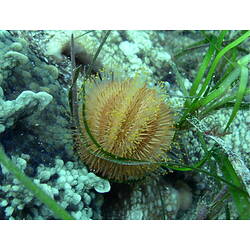 Sea urchin on a reef.