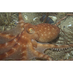 Southern White-spot Octopus on a sandy seafloor