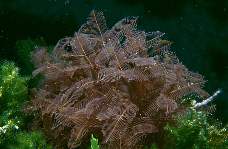 Feathery hydroid colony on reef.