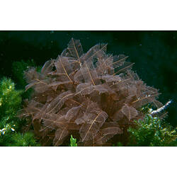 Feathery hydroid colony on reef.
