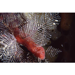 Purple hydroid colony on red sponge.