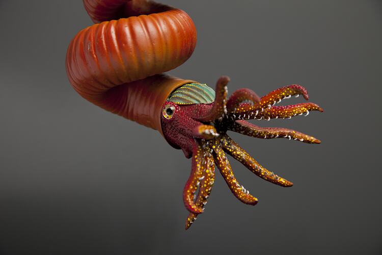 Heteromporph ammonite model.