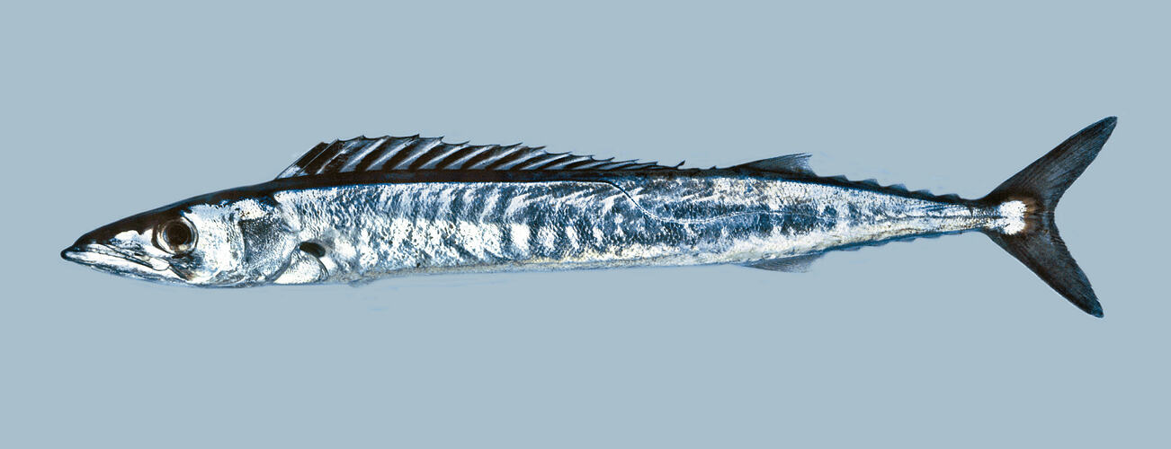 Side view of Barracouta.