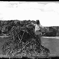 Glass Negative - Osprey's Nest with Young, by A.J. Campbell, Margaret River District, Western Australia, 1889