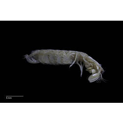 <em>Austrosquilla osculans</em> (Hale, 1924), Slender Mantis Shrimp