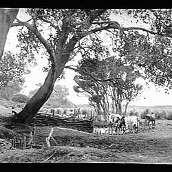 Glass Negative - Cattle at Waterhole, by A.J. Campbell, Phillip Island, Victoria, circa 1900