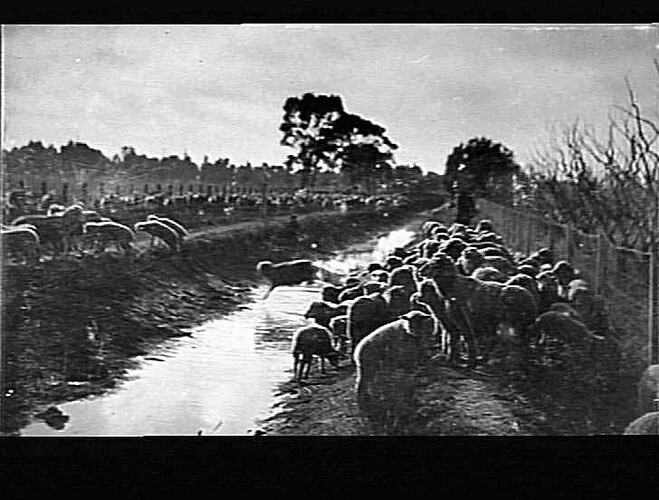MERRIGUM - VICTORIA AVENUE - MOB OF SHEEP AT CHANNEL