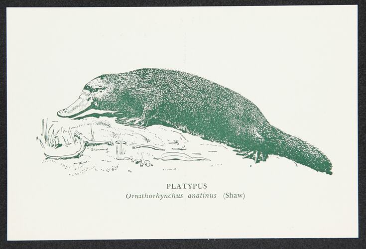Postcard - Platypus, National Museum Victoria, crica 1950