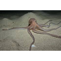 <em>Octopus kaurna</em>, Southern Sand Octopus. Rye Pier, Port Phillip, Victoria.