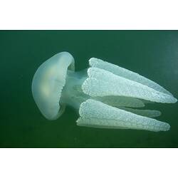 Large white jellyfish in water, side view.