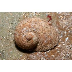 <em>Granata imbricata</em>, marine snail. Bunurong Marine National Park, Victoria.