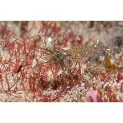 <em>Palaemon serenus</em>, Red-handed Shrimp. Bunurong Marine National Park, Victoria.