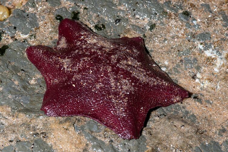 <em>Meridiastra gunnii</em>, Six-armed Cushion Star. Bunurong Marine National Park, Victoria.