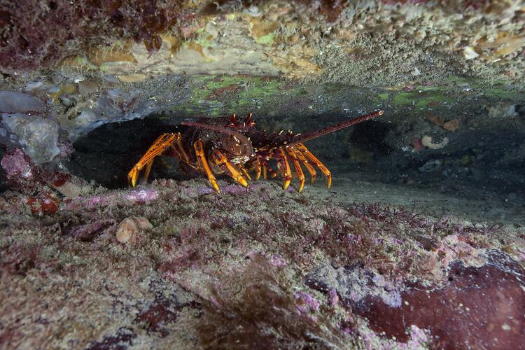 <em>Jasus edwardsii</em>, Southern Rock Lobster. Bunurong Marine National Park, Victoria.