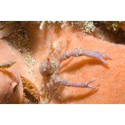 <em>Galathea australiensis</em>, Squat Lobster. Port Phillip Bay, Victoria.