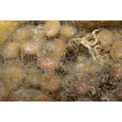 Class Anthozoa, stony coral. Wilsons Promontory National Park, Victoria.