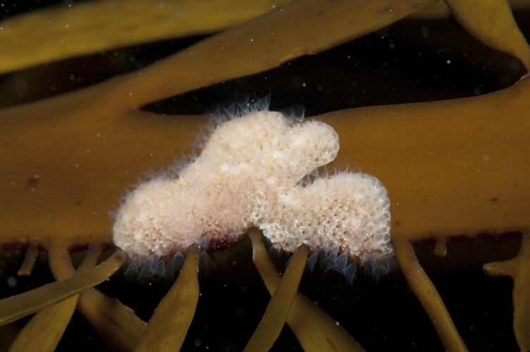 Phylum Bryozoa, lace coral. Wilsons Promontory National Park, Victoria.