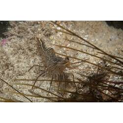 <em>Rhynchocinetes australis</em>, Hinge-beak Shrimp. Port Campbell Jetty, Victoria.