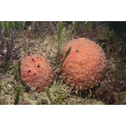 Two orange spherical sponges on seabed.
