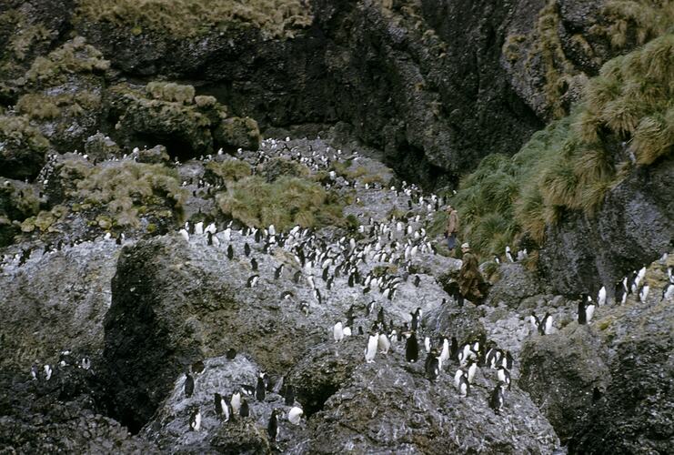 Rock Hopper Penguins, North Head, Macquarie Island, Tasmania, Dec 1959