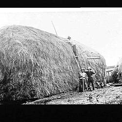 Negative - Haystack, F.C. Williames' Farm, Hill End, Gippsland, Victoria, circa 1918