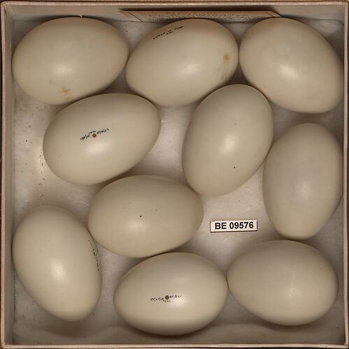 Ten bird eggs with specimen labels.