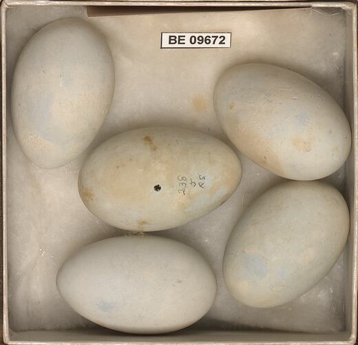Five bird eggs with specimen labels in box.