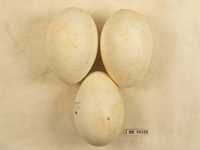 Three bird eggs with specimen label.