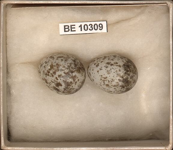 Two bird eggs with labels in box.