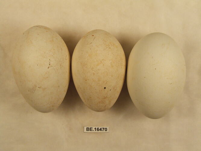 Three bird eggs with specimen label.