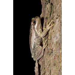 Pale frog on vertical branch.