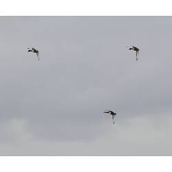 Three dark headed ducks flying against grey sky.