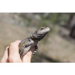Greyish spiky lizard being held in hand.