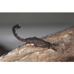 Brown scorpion, tail raised, on branch.