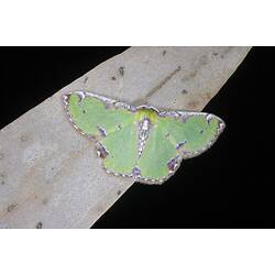 <em>Eucyclodes buprestaria</em>, Geometrid moth. Grampians National Park, Victoria.